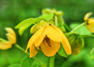 羽叶决明什么季节开花