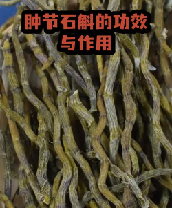 肿节石斛能冶什么病