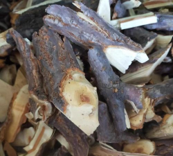 接骨木什么时候发芽