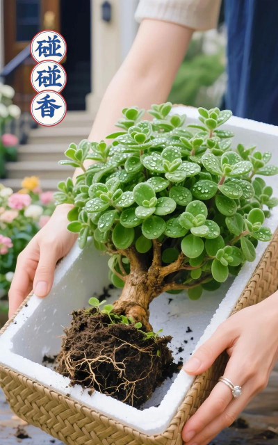 家庭养花用生根粉