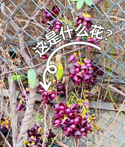 油麻藤怎么养的好