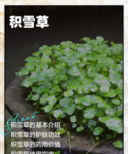 积雪草的花怎么养