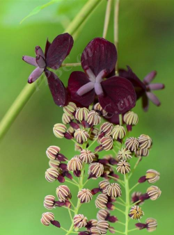 三叶木通花什么颜色