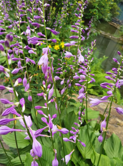 玉簪花为什么叫玉簪花