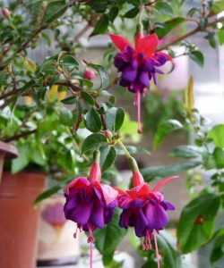 家庭养花用生根粉