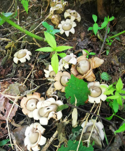 蘑菇花是什么样子的