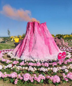 火山粉养花