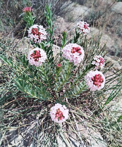狼毒开什么样的花