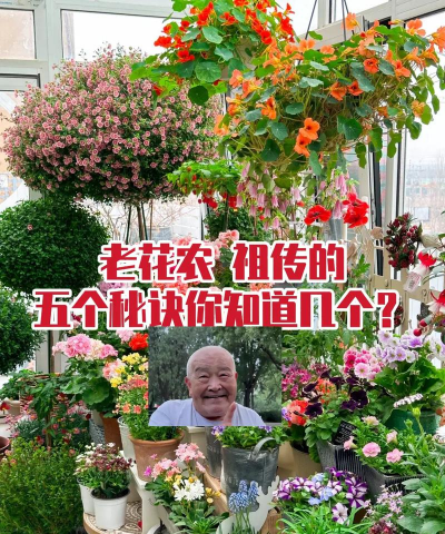 家庭养花用生根粉