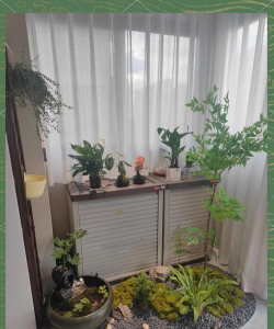 家庭养花用生根粉