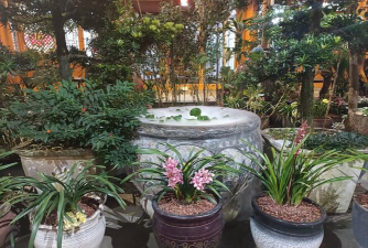 家庭养花用生根粉