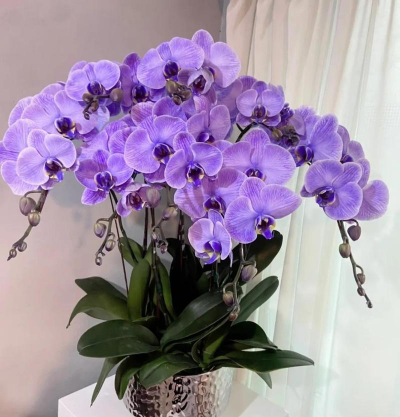 新家蝴蝶兰放什么品种