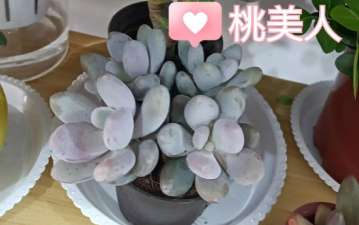 栽桃美人用什么土好