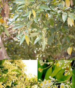 天竺桂的花是什么形状