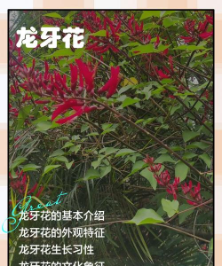 龙牙花的科 属是什么
