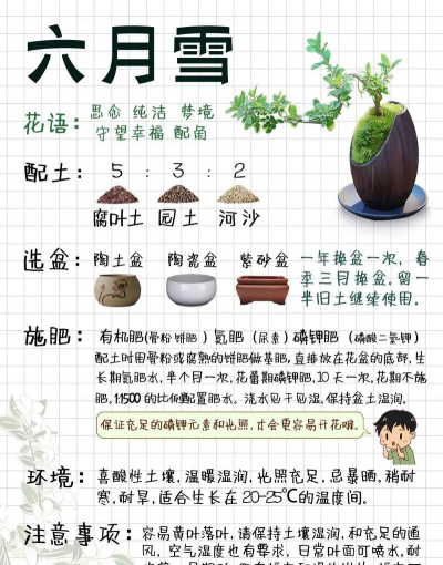 如何播种六月雪种子