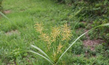 油莎草栽培技术