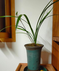 冬天开花的兰花叫什么