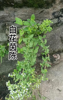 茵陈开什么样的花