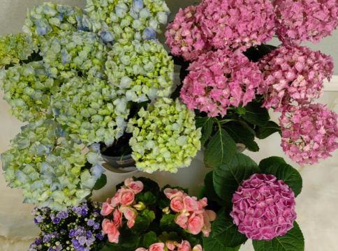 家庭养花用生根粉