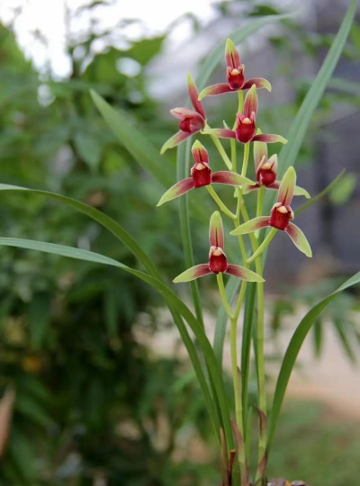 四季兰花是什么品种