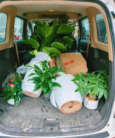 家庭养花用生根粉