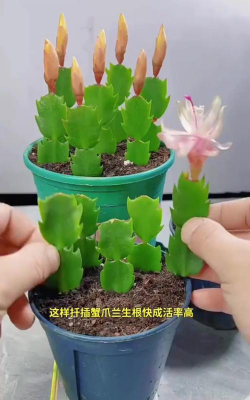 家庭养花用生根粉