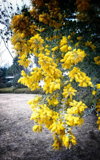 珍珠金合欢什么时候结果