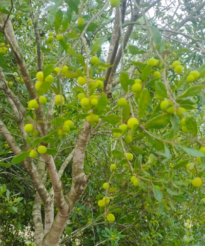 珍珠梅什么时候嫁接