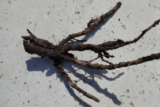 草本牡丹根是什么样