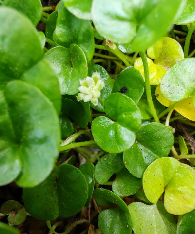 马蹄金花是什么样