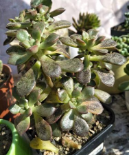 酥皮鸭叶子发黑怎么办