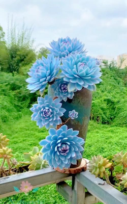 蓝金属多肉又叫什么