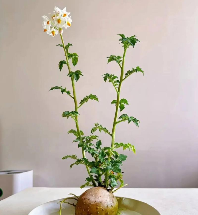 家庭养花用生根粉