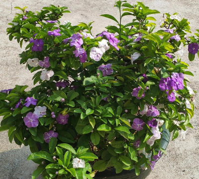 家庭养花用生根粉