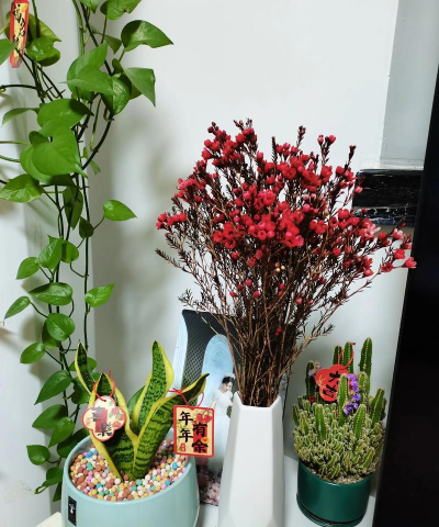 家庭养花用生根粉