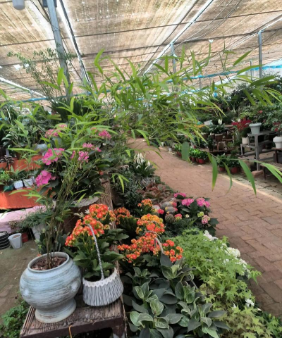 高碑店花卉市场怎么走