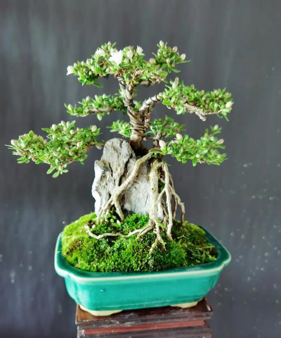 六月雪重瓣复瓣如何分