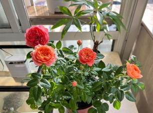 家庭养花用生根粉