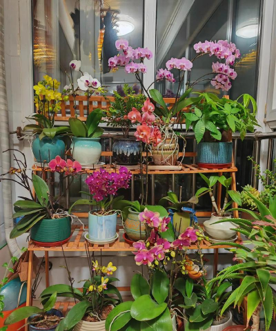 家庭养花用生根粉