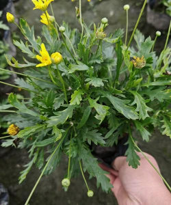 木春菊什么时间修剪