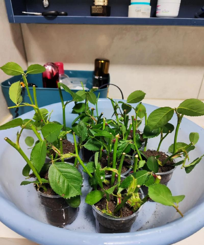 家庭养花用生根粉