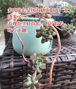 多肉红苹果徒长怎么办