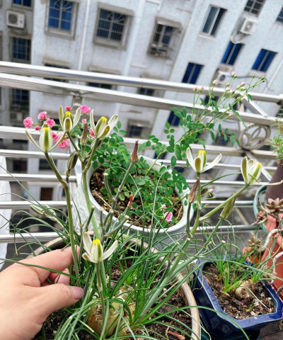 家庭养花用生根粉