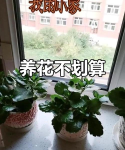 家庭养花用生根粉