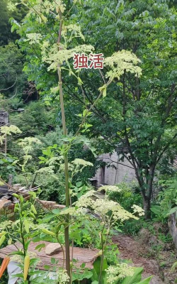 独活植物是什么样孑