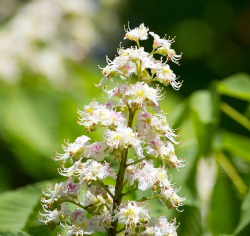 山药花还叫什么名字