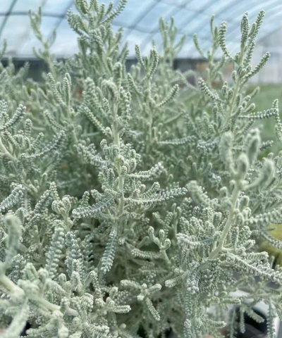 银叶菊什么时候播种