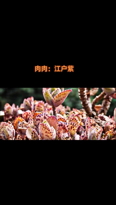 多肉江户紫又叫什么