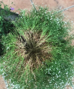 家庭养花用生根粉